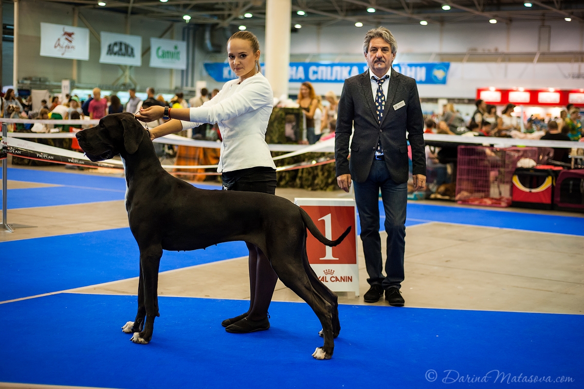 FCI - CACIB, Украина, Киев, 02-04 сентября 2016